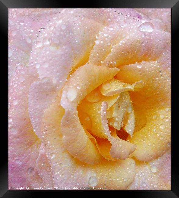 English Rose Framed Print by Susan Leonard