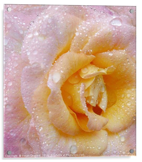 English Rose Acrylic by Susan Leonard