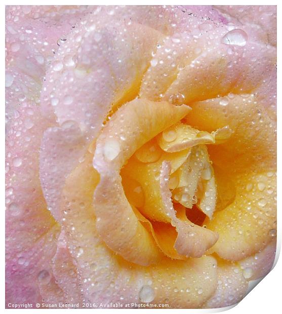English Rose Print by Susan Leonard