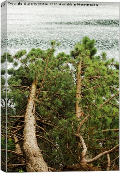 FALLEN TREE Canvas Print by andrew saxton