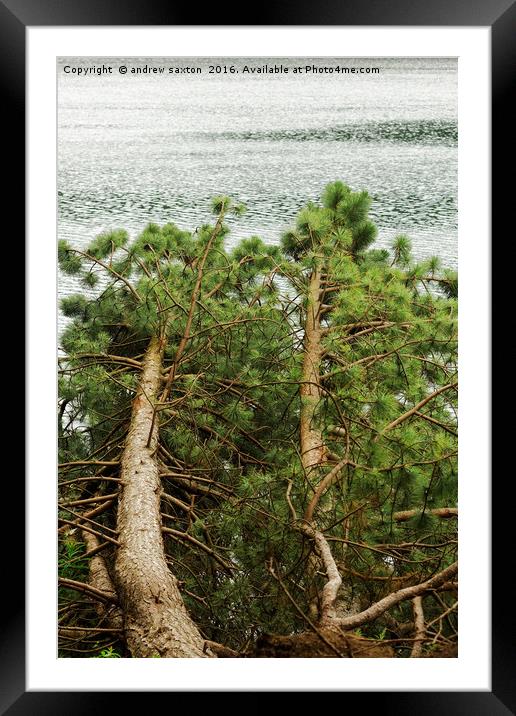 FALLEN TREE Framed Mounted Print by andrew saxton