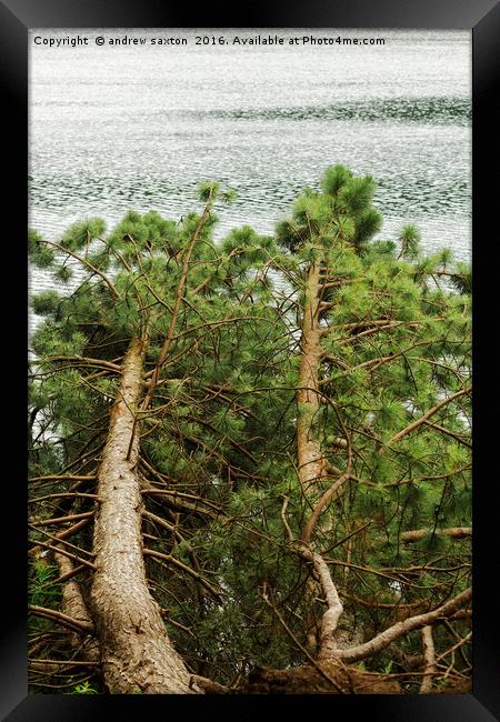 FALLEN TREE Framed Print by andrew saxton