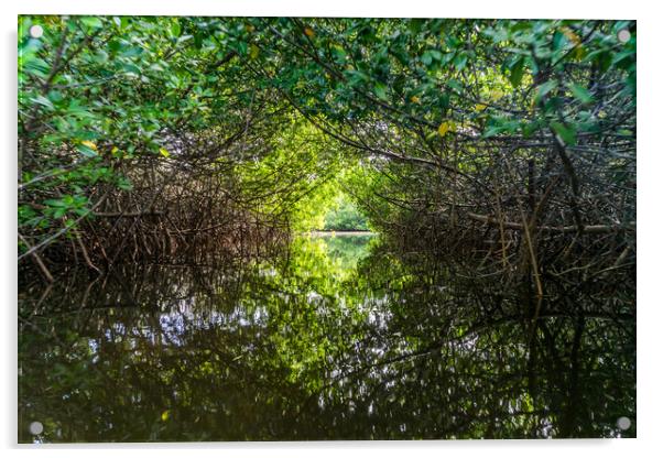 Bonaire mangroves Acrylic by Gail Johnson