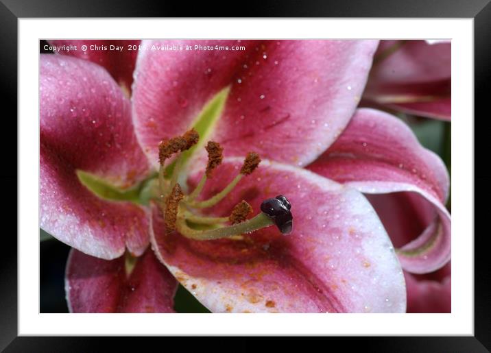 Blueberry Crush Framed Mounted Print by Chris Day