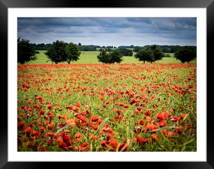 Poppy Field Framed Mounted Print by Gail Johnson