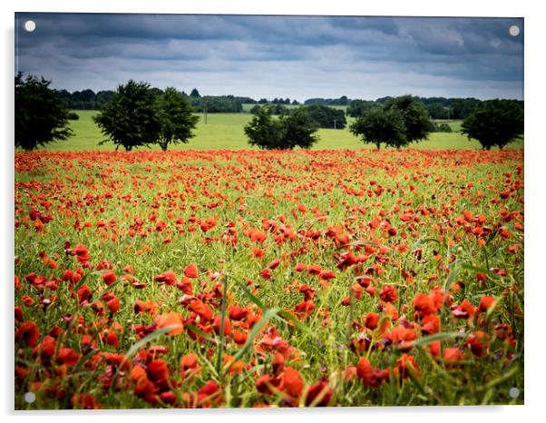 Poppy Field Acrylic by Gail Johnson