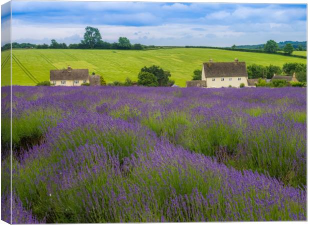 Cotswolds lavender Canvas Print by Gail Johnson