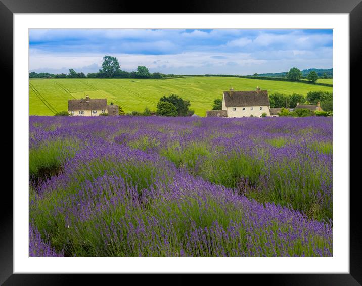 Cotswolds lavender Framed Mounted Print by Gail Johnson