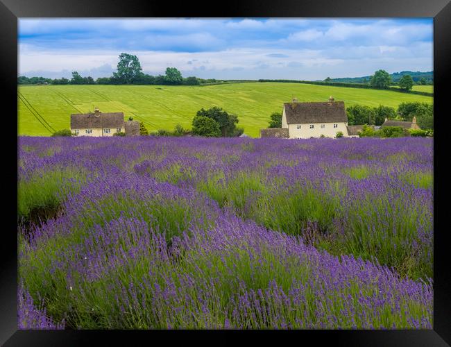 Cotswolds lavender Framed Print by Gail Johnson