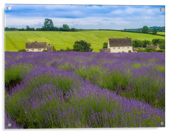 Cotswolds lavender Acrylic by Gail Johnson
