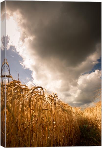 Harvest days ahead Canvas Print by Simon Wrigglesworth