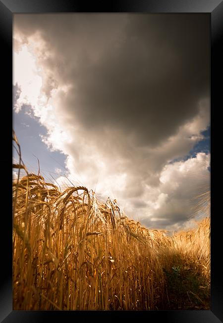 Harvest days ahead Framed Print by Simon Wrigglesworth