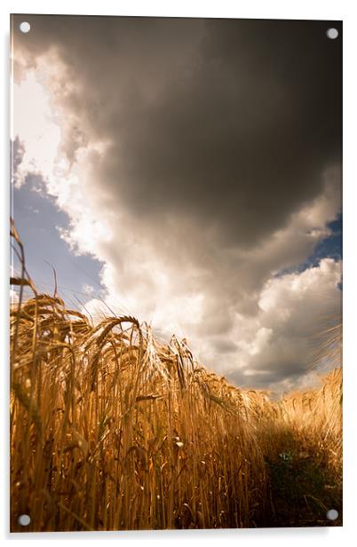 Harvest days ahead Acrylic by Simon Wrigglesworth