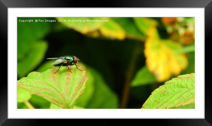 Fly in the garden Framed Mounted Print by Derrick Fox Lomax