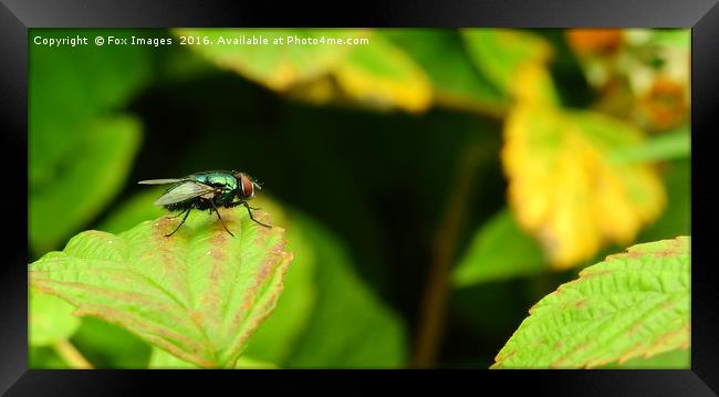 Fly in the garden Framed Print by Derrick Fox Lomax