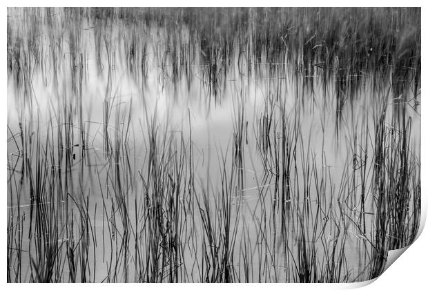 Reed reflections Print by Phil Moore