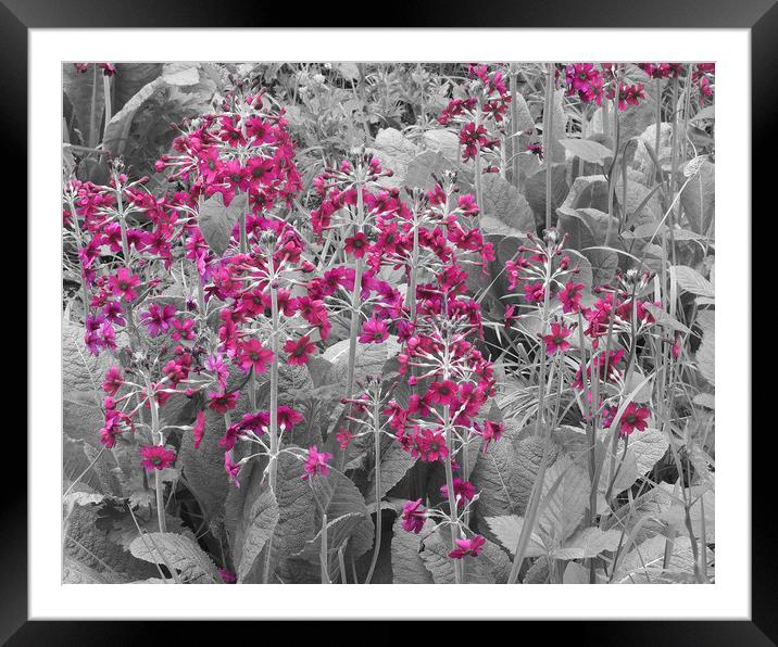 Wetland Garden Framed Mounted Print by Victor Burnside