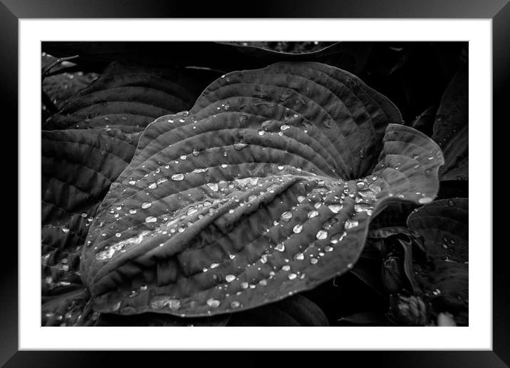 Diamonds in the rough Framed Mounted Print by Phil Moore