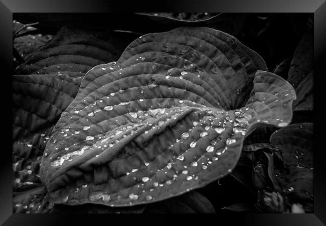 Diamonds in the rough Framed Print by Phil Moore