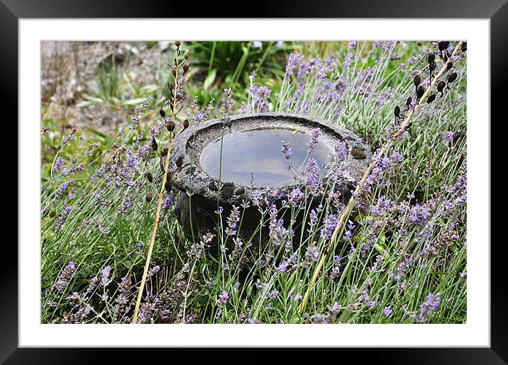 Lavender Bowl Framed Mounted Print by Alexia Miles