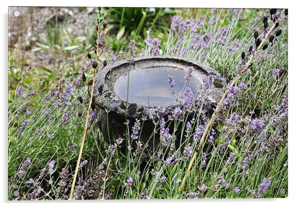 Lavender Bowl Acrylic by Alexia Miles