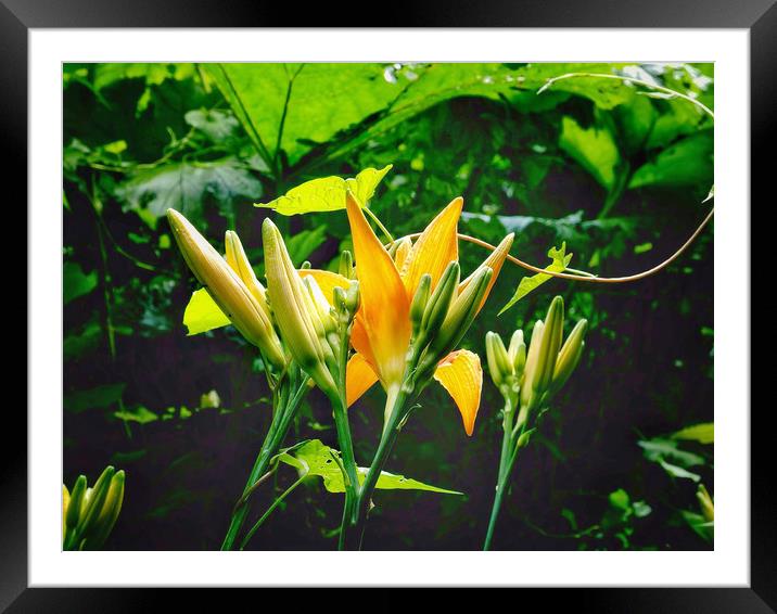 Lilies Framed Mounted Print by Victor Burnside
