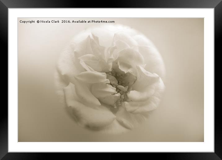 Soft Focus Rose Framed Mounted Print by Nicola Clark