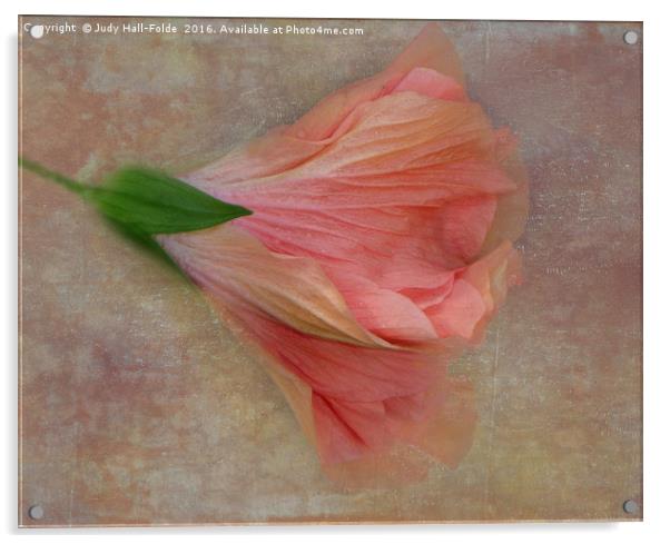 Ruffled Petals Acrylic by Judy Hall-Folde