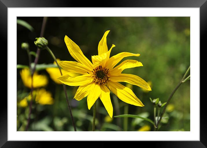 Yellow Mellow Framed Mounted Print by Alexia Miles