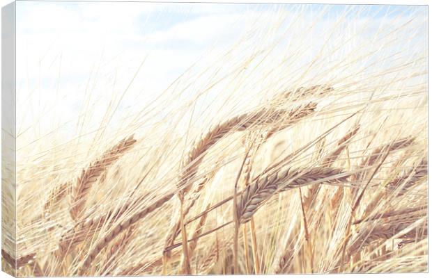 Barley Field Canvas Print by Graham Custance