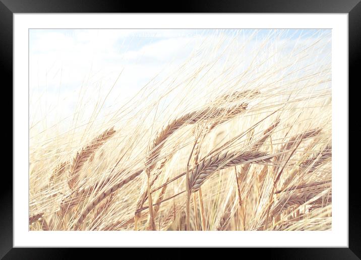 Barley Field Framed Mounted Print by Graham Custance