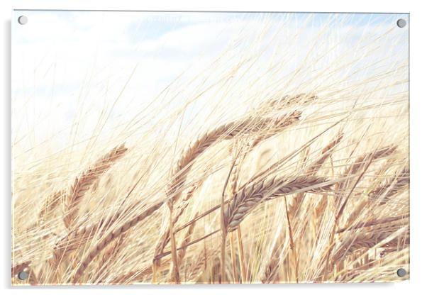 Barley Field Acrylic by Graham Custance