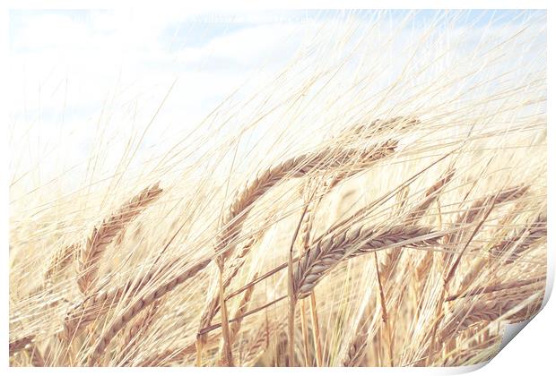 Barley Field Print by Graham Custance