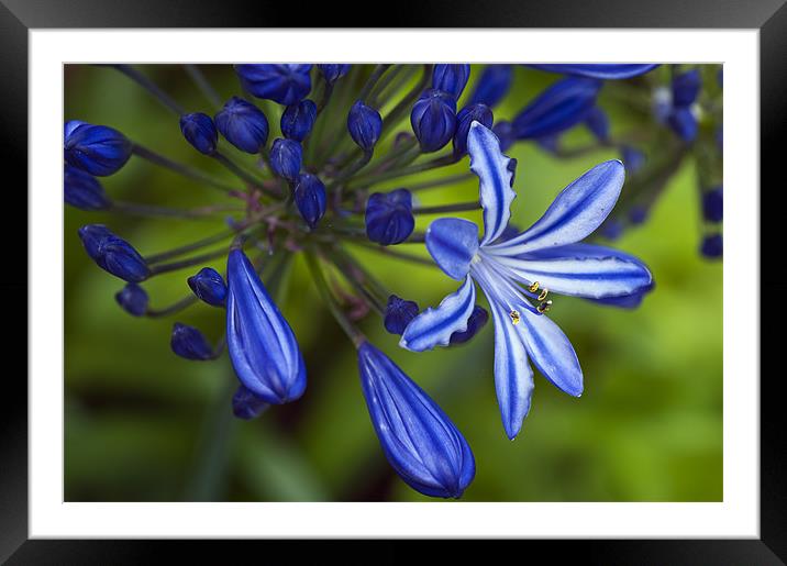 Blue Agapanthus Framed Mounted Print by Stephen Mole