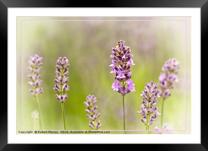 Lavender Framed Mounted Print by Robert Murray