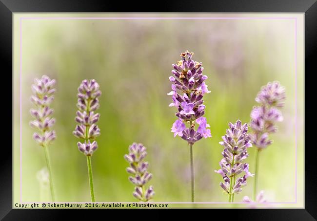 Lavender Framed Print by Robert Murray