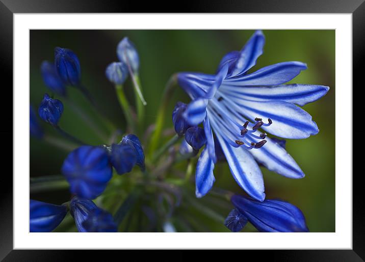 Blue Agapanthus Framed Mounted Print by Stephen Mole