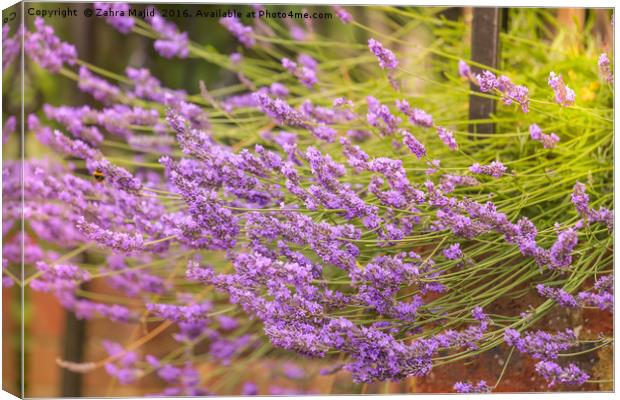 For the Love of Lavender Canvas Print by Zahra Majid