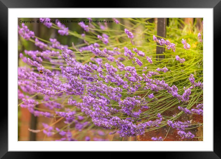 For the Love of Lavender Framed Mounted Print by Zahra Majid