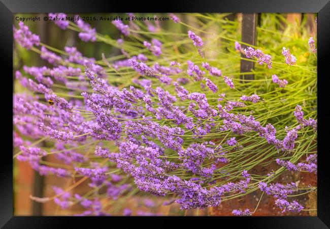 For the Love of Lavender Framed Print by Zahra Majid