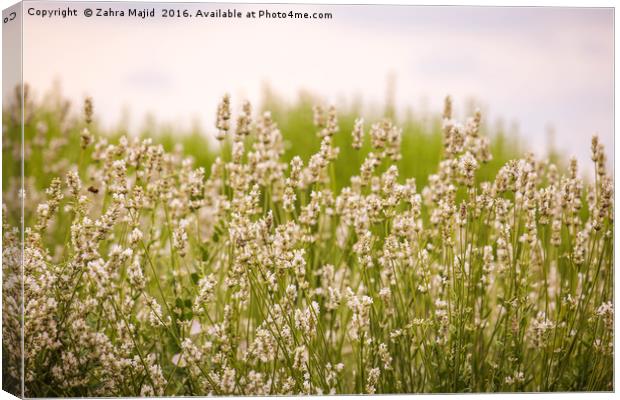 Subtle White Jewels in a Lush Green Field Canvas Print by Zahra Majid
