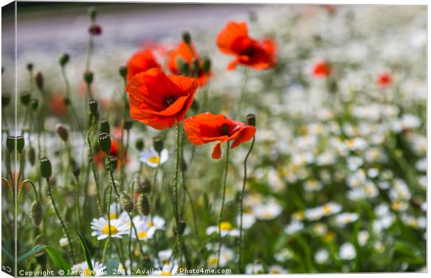 Poppys in front of a sea of bokeh Canvas Print by Jason Wells