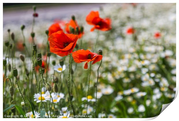 Poppys in front of a sea of bokeh Print by Jason Wells