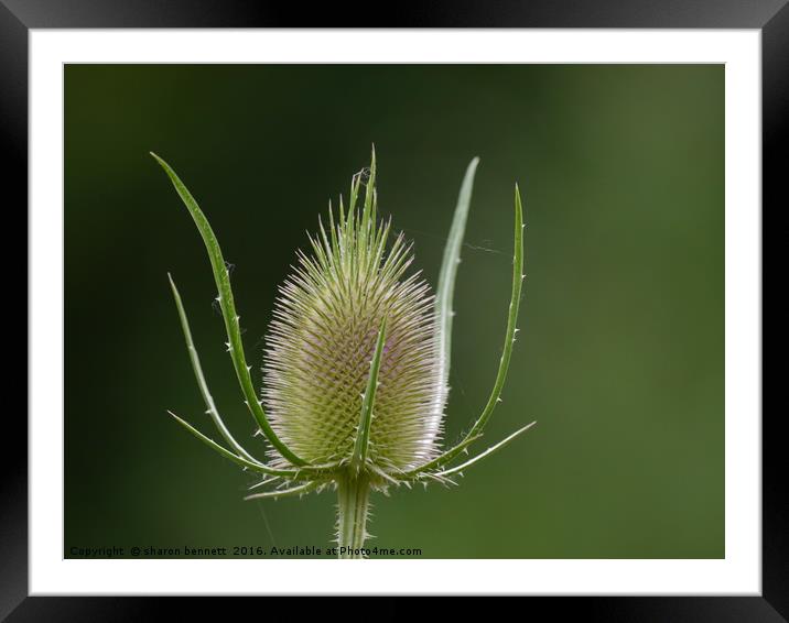 Wild Weed Framed Mounted Print by sharon bennett