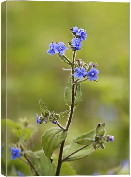 Wild Flower called Green Alkanet Canvas Print by Mike Gorton