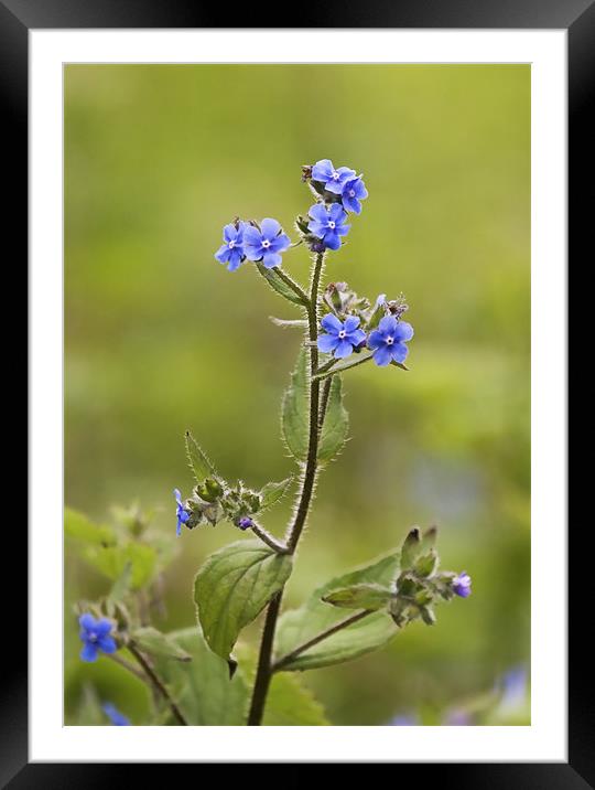 Wild Flower called Green Alkanet Framed Mounted Print by Mike Gorton
