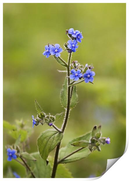 Wild Flower called Green Alkanet Print by Mike Gorton