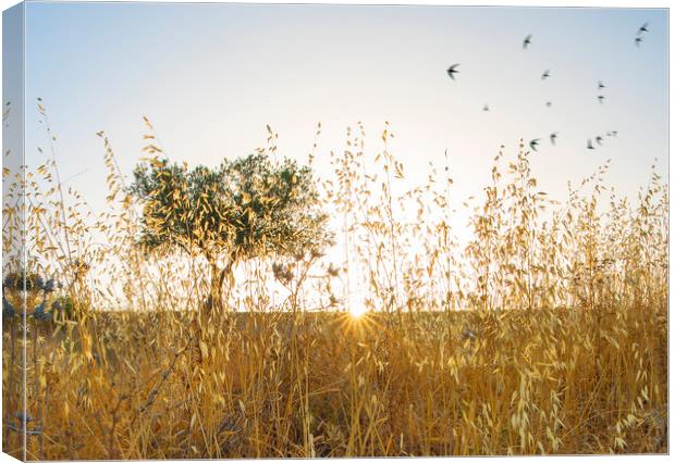 Olive Grove Sunrise with Swifts Canvas Print by Mal Bray