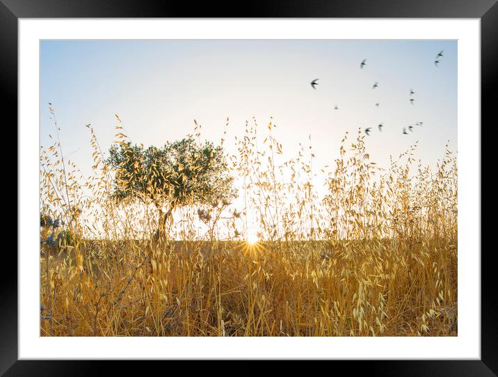 Olive Grove Sunrise with Swifts Framed Mounted Print by Mal Bray