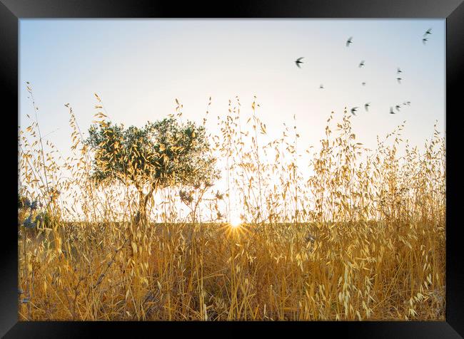 Olive Grove Sunrise with Swifts Framed Print by Mal Bray
